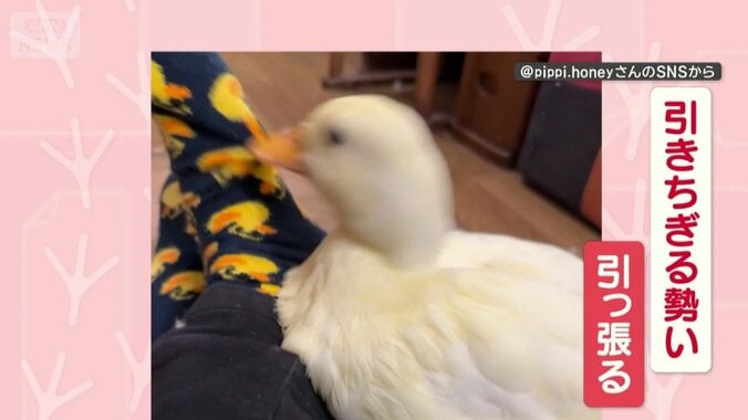 引きちぎる勢いで引っ張る