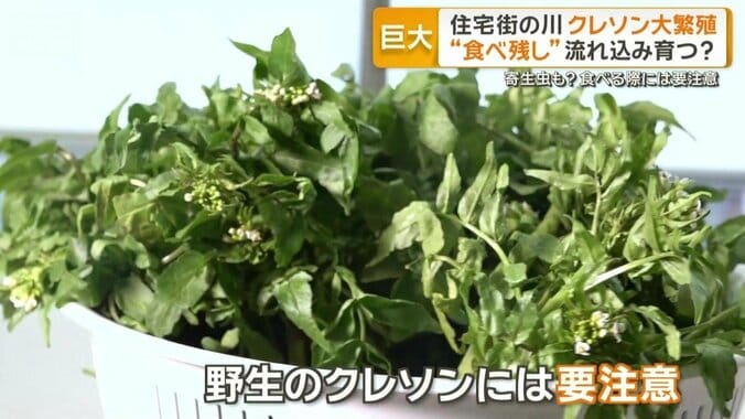 野生のクレソンには注意