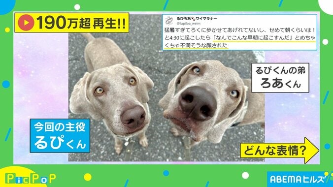 散歩のため早朝4時30分に起こされた犬 不満そうな態度に「動きが日曜朝のおっさん」「私でも同じ顔したかも」の声 1枚目