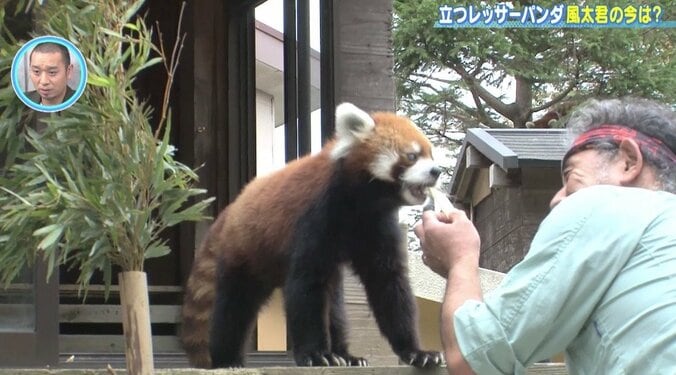 立つレッサーパンダ・風太くんの今！ 人間年齢70歳でも可愛さは健在 4枚目