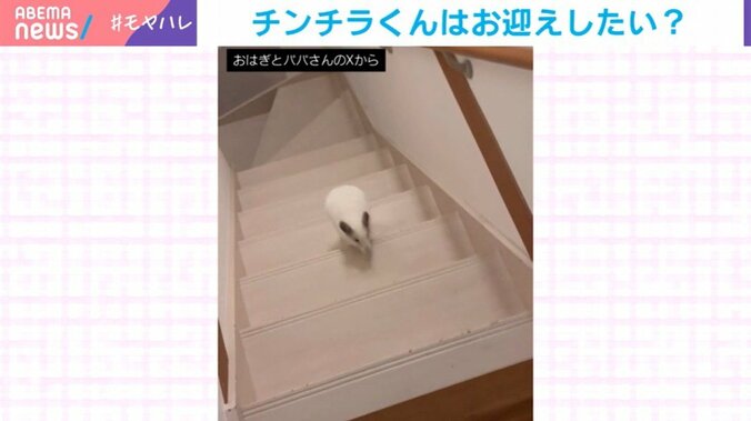 チンチラのしらこくん