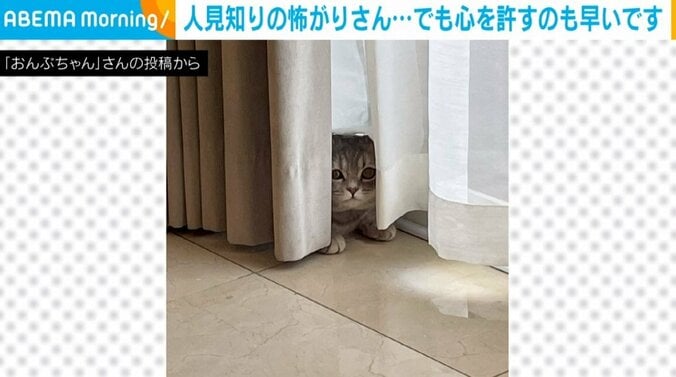 おいで〜って言いたくなる!! 人見知りの怖がり猫がカーテンから様子を伺う“愛くるしい姿”に「怖いけど気になるのですね」「人見知り可愛い」など話題 1枚目