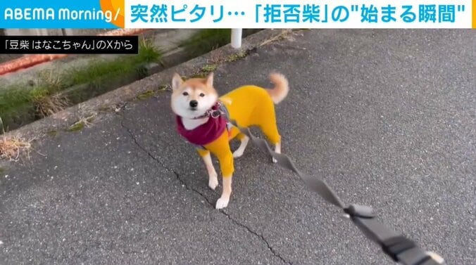 豆柴のはなこちゃん（4歳）