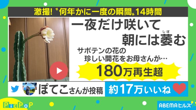 「愛を感じる」“数年に一度の奇跡” サボテンの開花を収めた動画に大反響 1枚目