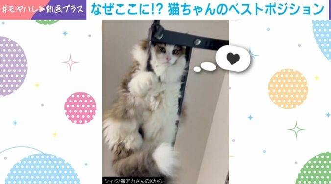 ノルウェージャンフォレストキャットのシィクくん（6歳）