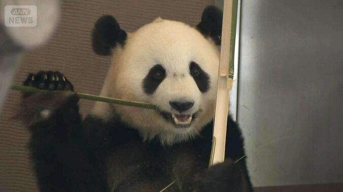 ジャイアントパンダ