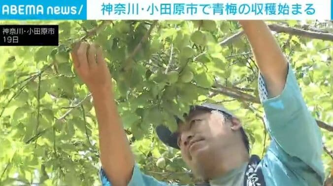 収穫の様子