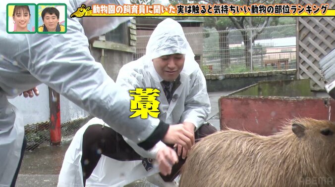 オズワルド伊藤、40分遅刻で雨の動物園ロケ「仕事した感じがしない」と不完全燃焼 3枚目