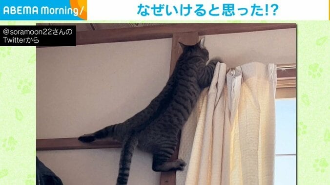 ドヤ顔→ピンチになる猫 コントのような“敗北”に飼い主「なぜいけると思った!?」 2枚目