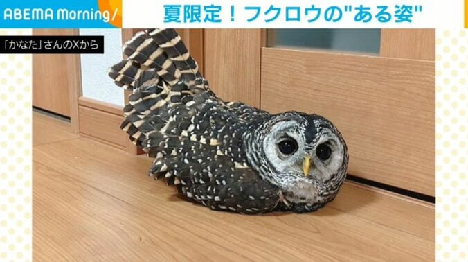 フクロウのかなたちゃん
