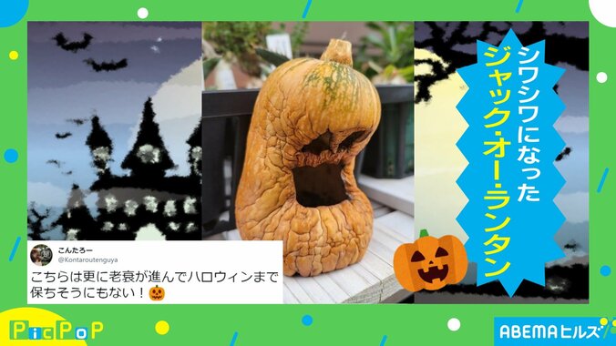 “しわしわ”になったジャック・オー・ランタン!? 急速に衰えていく姿に投稿者「ハロウィンまで保ちそうにない」  1枚目