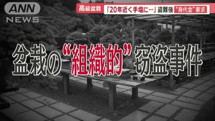 熊本県内では、盆栽の“組織的”窃盗事件が…