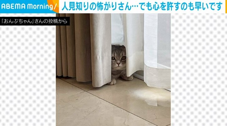 おいで〜って言いたくなる!! 人見知りの怖がり猫がカーテンから様子を伺う“愛くるしい姿”に「怖いけど気になるのですね」「人見知り可愛い」など話題