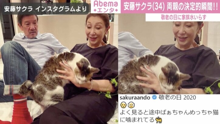 安藤サクラ、猫と遊ぶ両親・奥田瑛二＆安藤和津の“決定的瞬間”を公開「めっちゃ噛まれてる」
