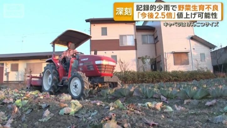 トラクターでキャベツを潰す作業