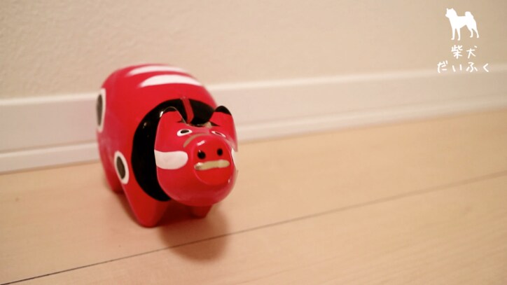 柴犬だいふく VS 赤べこさん 上下に動く首に「友達になれるかな…?」