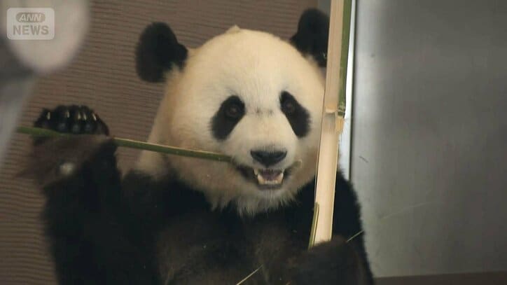 ジャイアントパンダ