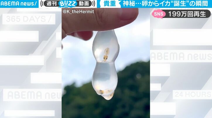 この半透明の不思議な物体は…？ “卵”から誕生する赤ちゃんイカの神秘的すぎる瞬間をとらえた超貴重映像