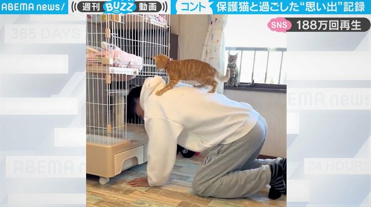 保護猫たちと過ごした記録映像が「まるでコント」 “可愛さと痛み”が連続するハプニング集に笑って癒される