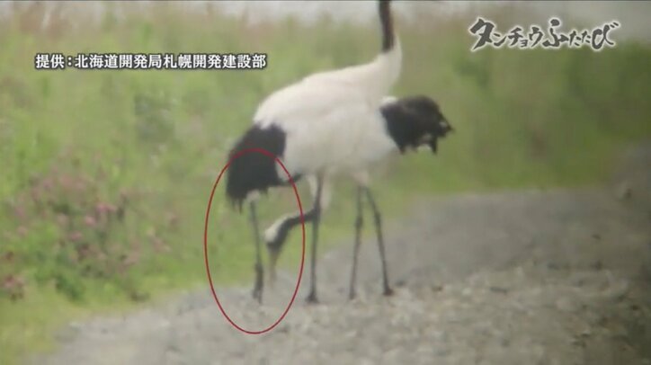 町民からも笑われた運動に起きた“奇跡” 農家の取り組みが、絶滅危惧種のタンチョウを呼び戻した