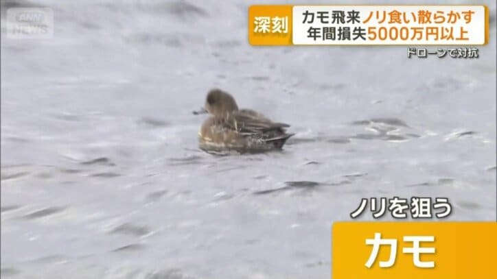 ノリを狙うカモ