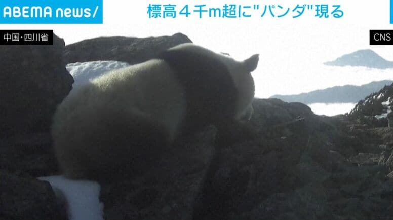 標高4000mを超える極寒・高地にまさかの珍客!? ユキヒョウの生息地に“ジャイアントパンダ”が出現 中国