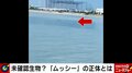 川の河口に謎の物体が出現 カメラが捉えた証拠映像に反響と憶測広がる 「UMA、アシカ、アザラシ、波…」専門家の見解は？