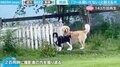 「わーい」から「え？」 テンションの落差が激しい犬たちの動画が「かわいそかわいい」と話題に