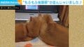 ストーブ前で頭をくっつける柴犬姉妹 “もふもふ後頭部”に「支え合って仲良し可愛すぎる」「やけどしないようにね!」と反響