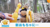 見知らぬおもちゃに「何だ…？」 プレーリードッグがフリーズ