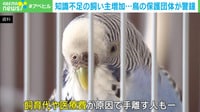 知識不足の飼い主増加...鳥の保護団体が警鐘