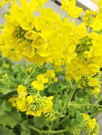 保田圭『ごっちんおめでとう♡』