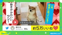 【映像】お尻どうしたの？柴犬の動きが可愛らしいと話題