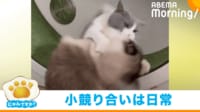 【映像】弟猫の攻撃を“ひらり”とかわす兄猫