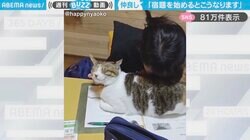 「宿題始めるとこうなります」猫が娘に“ベッタリ”甘えん坊な様子に「猫ハラだ～現行犯ですね」「甘え上手だなぁ」と悶絶の声