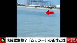 川の河口に謎の物体が出現 カメラが捉えた証拠映像に反響と憶測広がる 「UMA、アシカ、アザラシ、波…」専門家の見解は？