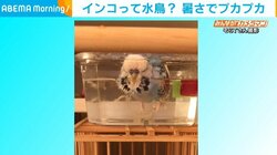 インコが水槽で“ぷかぷか” 静かに涼む姿に飼い主「普段はお喋りなのに」