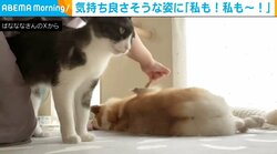 無防備にブラッシングを受ける犬→順番が待てない猫の“終わらないアピール”に飼い主「このままではハゲてしまうと」