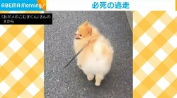 病院を前に方向転換！散歩中の犬の“必死の抵抗”に「時すでに遅し」「やっぱわかるんだ」など反響