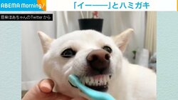 「食欲は無限大」飼い主の声に合わせて「イー！」と鳴いて歯磨きをする豆柴が話題