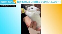 “栄養剤”を両手で支えてゴクゴク…！ 夢中なハムスターに「天使ですか!?」の声