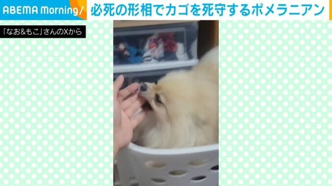 もこちゃん