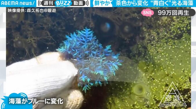 海の中の“謎の茶色い物体” 触れるとたった数秒間で大きく変化　不思議な性質を持った生物の神秘 1枚目