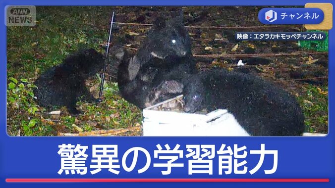 好物のハチミツの巣箱を狙い…クマ“驚異の学習能力” 1枚目