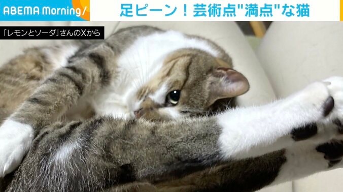 猫のソーダくん