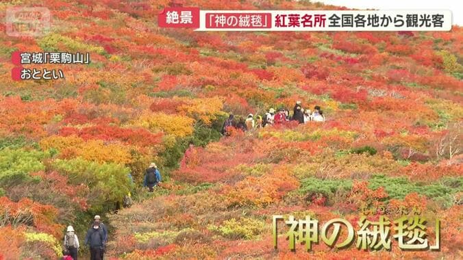 「神のじゅうたん」