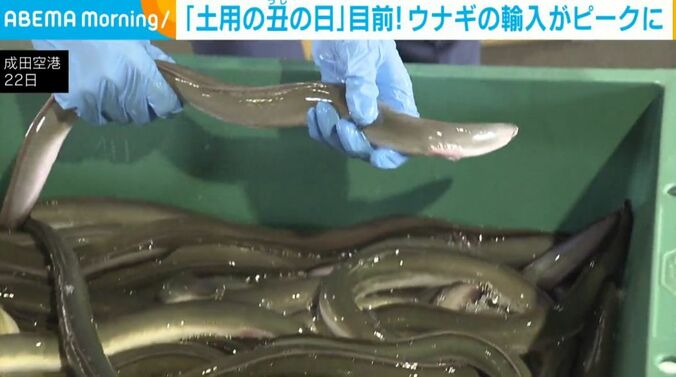 ウナギ