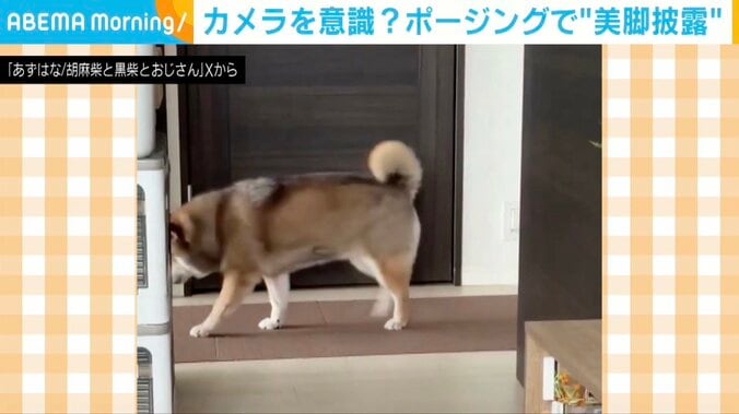 柴犬の花ちゃん