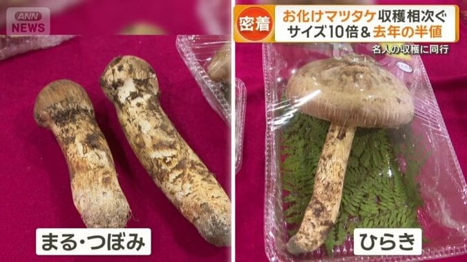 「まる」「つぼみ」と「ひらき」