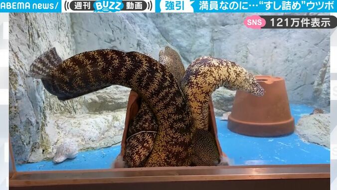 “海のギャング”ウツボが4匹ウヨウヨ… 水槽の中に1つの植木鉢が置かれていたら一体、どのような行動をとるのか？ 1枚目